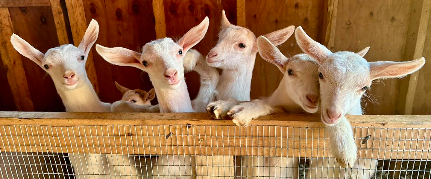 Goats from The Dandelion Farm LLC