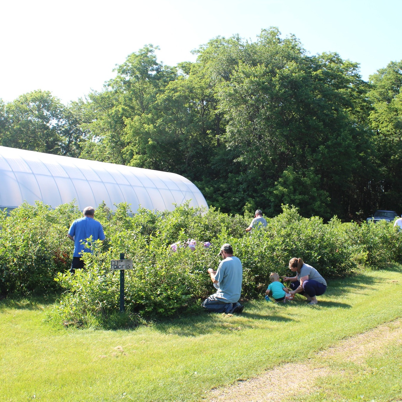 blueberry picking at flyte farms